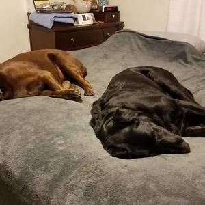 Meet your Posher, Joyce